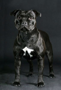 стаффордширский бультерьер